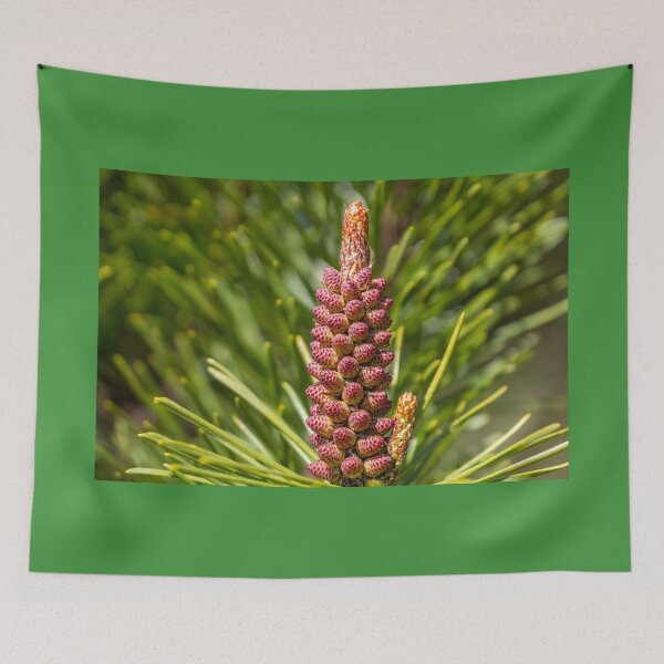 Item preview, A young cone growing on a spruce tree designed and sold by AlbertMi.