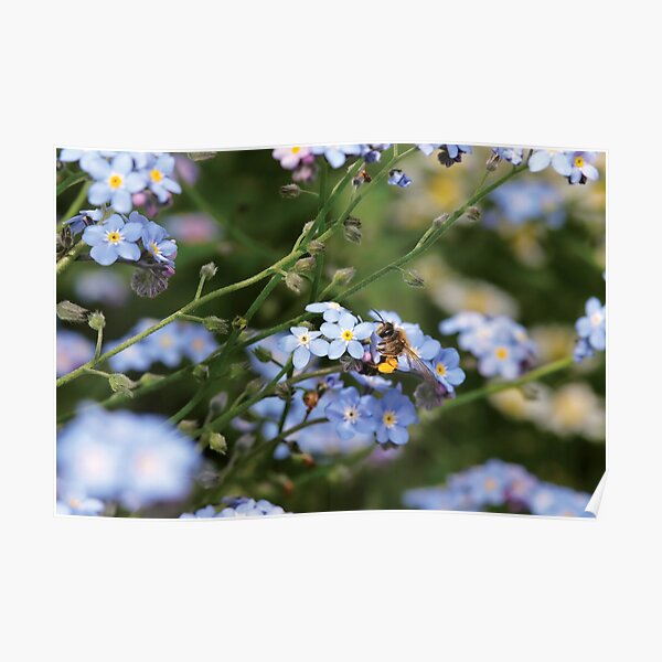 Regalos y productos: No Me Olvides Flor | Redbubble