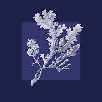Artwork thumbnail, Botanical seaweed in navy by LisaLeQuelenec