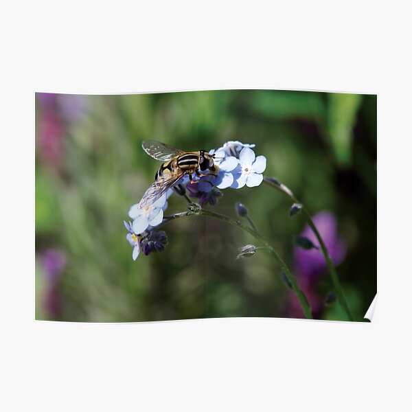 Regalos y productos: No Me Olvides Flor | Redbubble