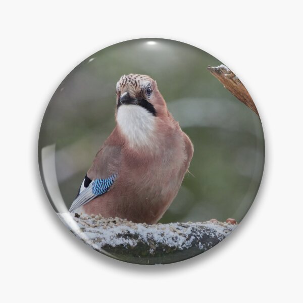 Item preview, These nuts are mine. Eurasian jay designed and sold by Jouko Lehto Photography.