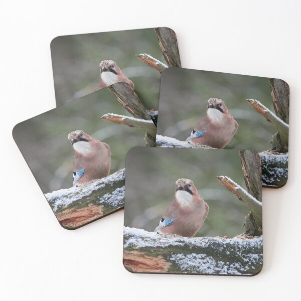 Item preview, These nuts are mine. Eurasian jay designed and sold by Jouko Lehto Photography.
