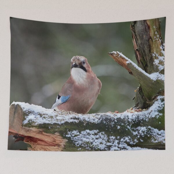 Item preview, These nuts are mine. Eurasian jay designed and sold by Jouko Lehto Photography.