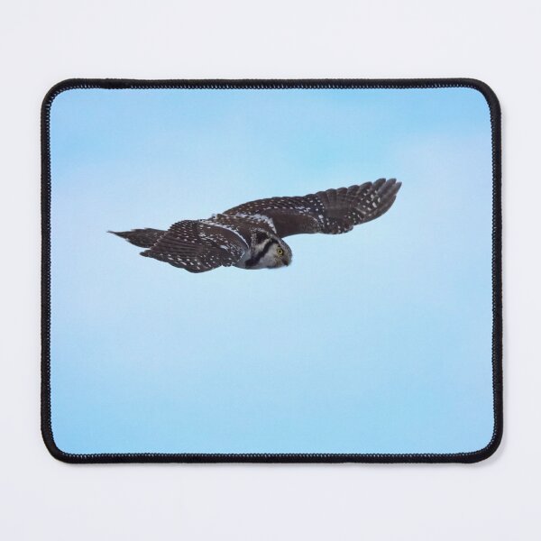 Item preview, Flying trap. Northern hawk-owl designed and sold by Jouko Lehto Photography.
