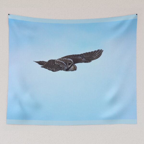 Item preview, Flying trap. Northern hawk-owl designed and sold by Jouko Lehto Photography.