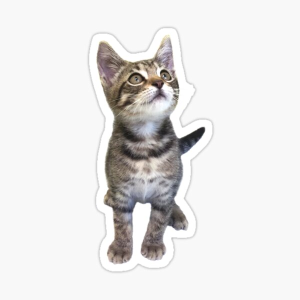 Little Cat Stickers Redbubble - deh epic cat god roblox