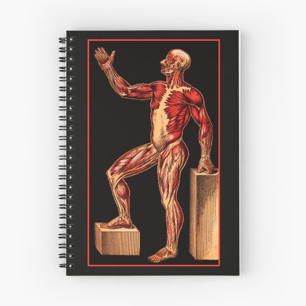 Item preview, Muscle Man from an old Anatomy Chart  designed and sold by Wabojeg.