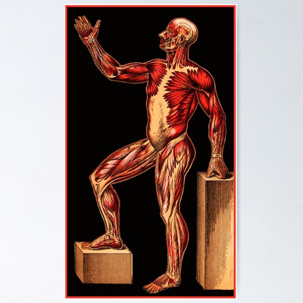 Aperçu de l'œuvre Muscle Man à partir d'un vieux tableau d'anatomie créée et vendue par Wabojeg.