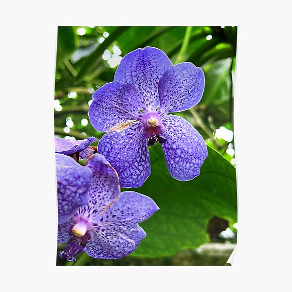 Purple Orchids Poster