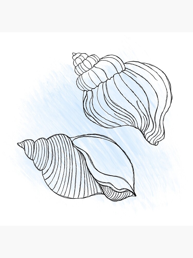 Seashell on isolated background hand drawn Vector Image