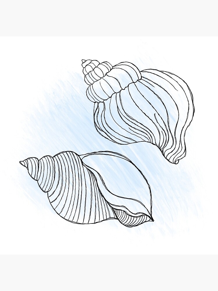 Line art illustration of a seashell on blue watercolor background. Shell  tattoo idea. Hand drawn nautical engraving of nautical prints isolated on white  background Art Board Print for Sale by littlemagic377