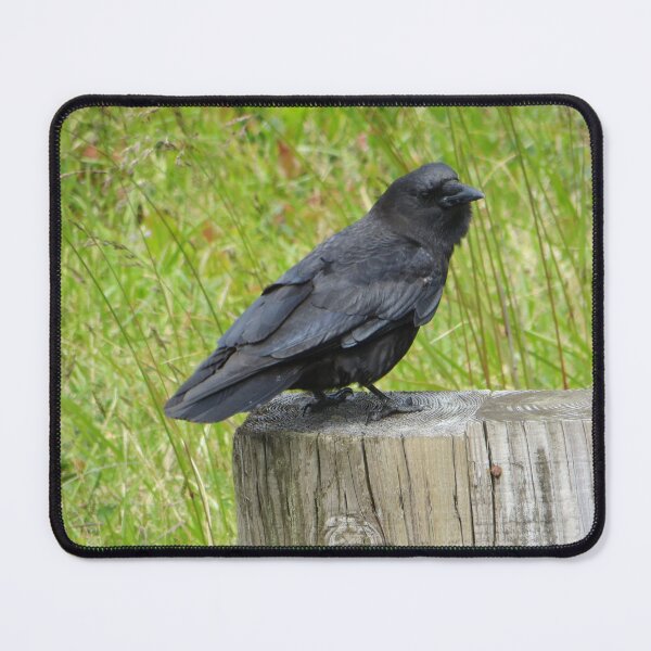 Item preview, Bird at the Beach - Central Oregon Pacific Coast designed and sold by TechLaughs.