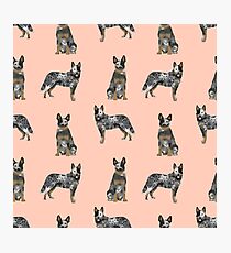 Australian Cattle Dog blue heeler dog breed gifts for cattle dog owners Photographic Print