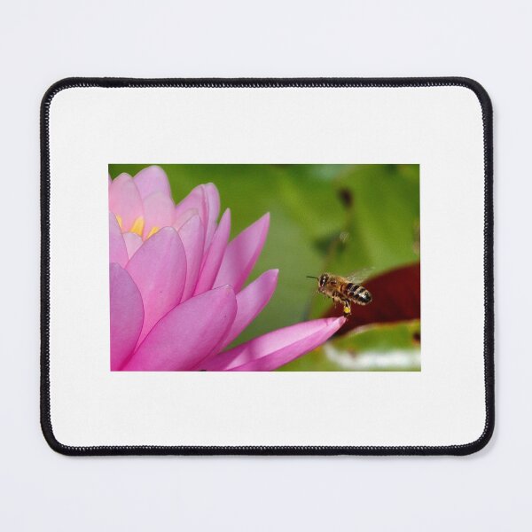 Item preview, Pollen collecting at the Lilly pond designed and sold by Sunset Photography by Andy Cooper.