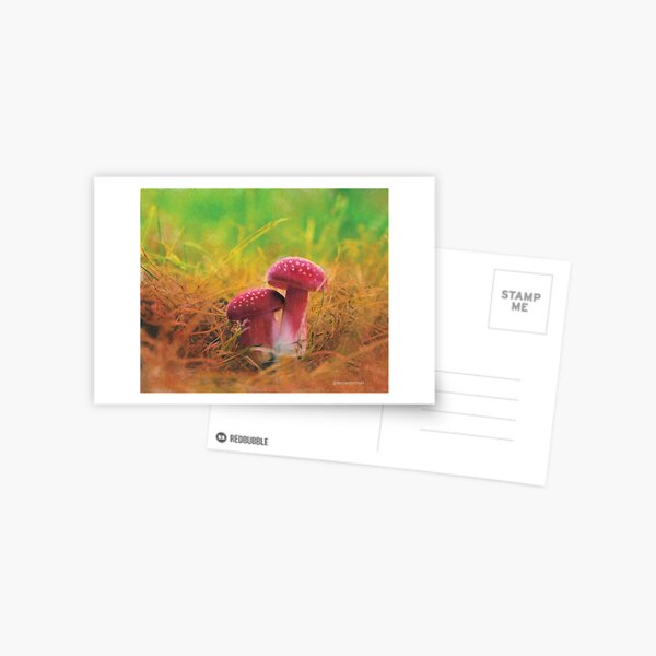 Mushroom dreams 2 Postcard