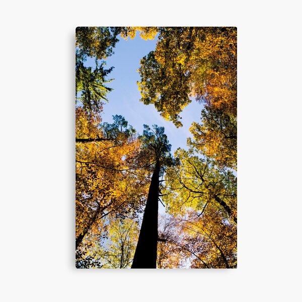 Herbstwipfel Leinwanddruck