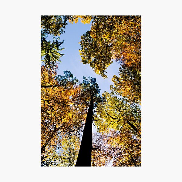 Herbstwipfel Fotodruck
