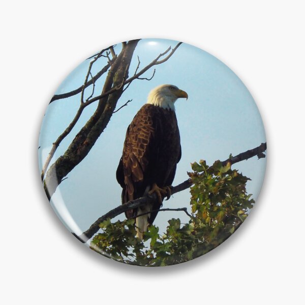 Item preview, Bald Eagle Perching On a Tree Branch designed and sold by BackyardBirder.