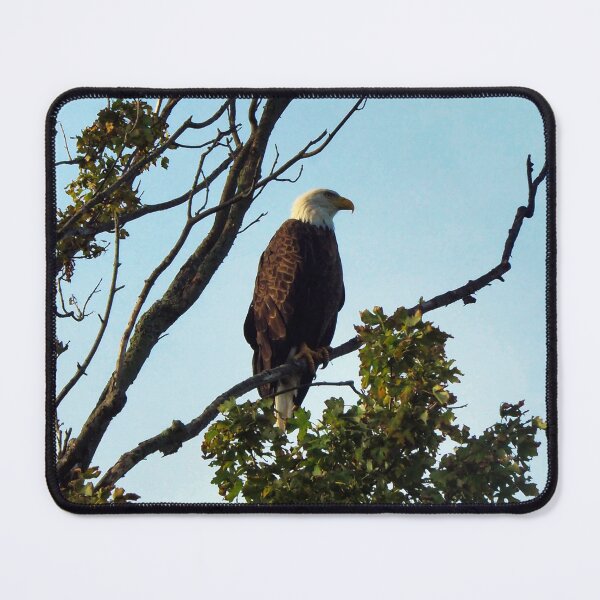 Item preview, Bald Eagle Perching On a Tree Branch designed and sold by BackyardBirder.
