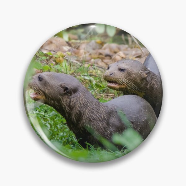 Artikelvorschau, Babyotter, die zusammen haften entworfen und verkauft von LFPPhotography.