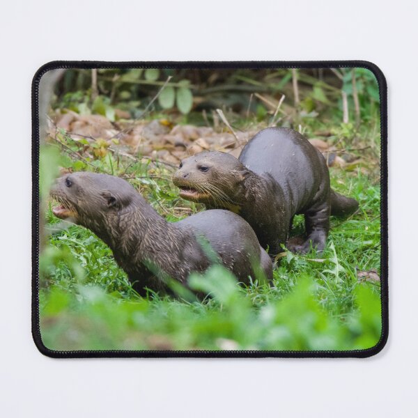 Item preview, Baby Otters Sticking Together designed and sold by LFPPhotography.