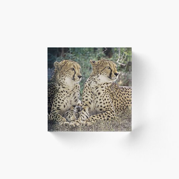 Item preview, Cheetah Pair designed and sold by Dawn van Doorn.