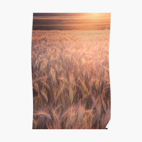Sommerabend I Poster