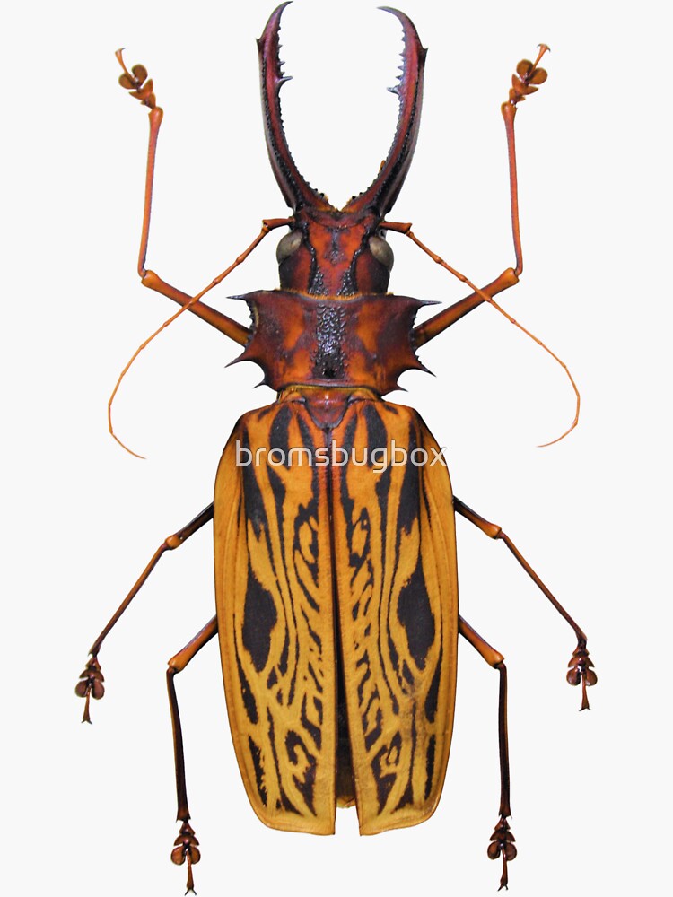 Macrodontia cervicornis, giant sawyer beetle, sabertooth longhorn