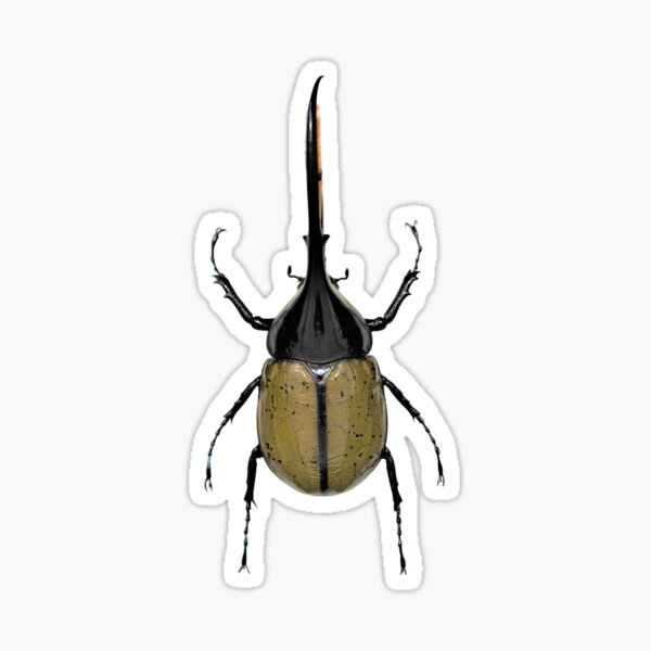 Hercules Beetle Gifts & Merchandise for Sale | Redbubble