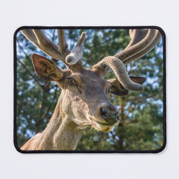 Item preview, Portrait of a majestic red deer designed and sold by AlbertMi.