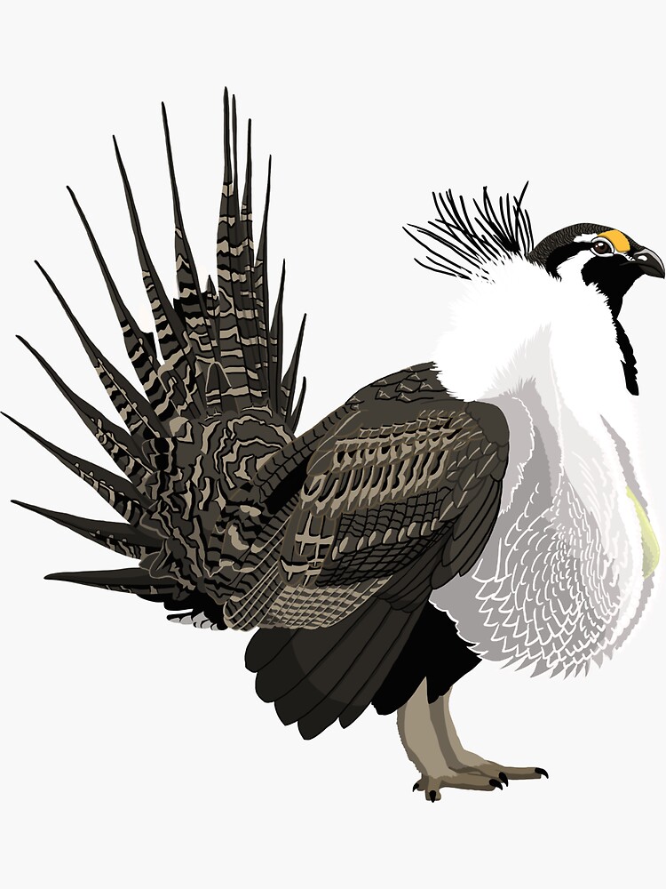Fine Art Print The Greater Sage Grouse and Adventure Boy -  Portugal