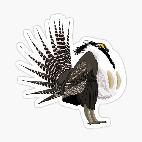 Gunnison Sage-Grouse (support the Bird Conservancy of the Rockies) Sticker