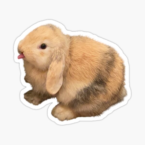 Item preview, Dilute Harlequin Holland Lop Rabbit - Baby, Young Male Sticking out Tongue designed and sold by RingDeer.
