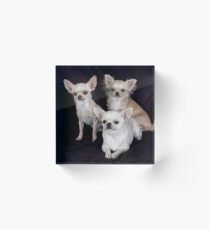 chihuahua group Acrylic Block