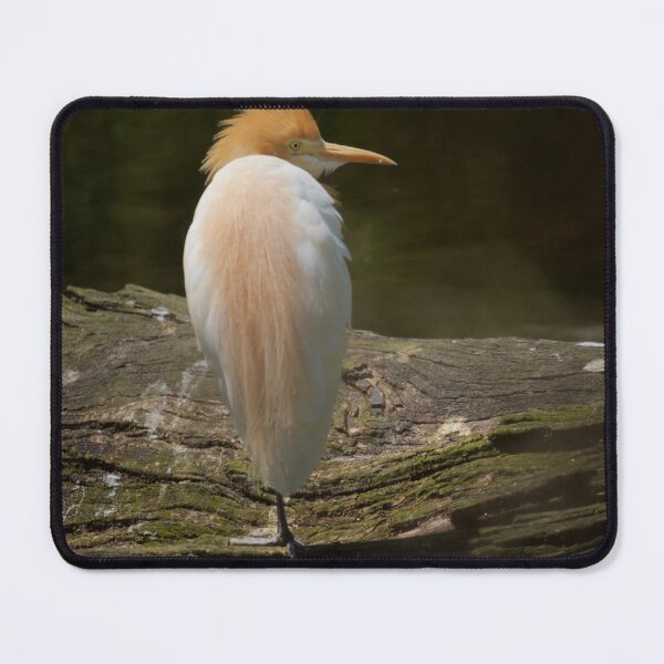 Item preview, Cattle Egret 2  designed and sold by D-GaP.