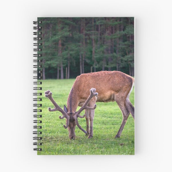 Item preview, A majestic red deer grazing in a meadow in summer designed and sold by AlbertMi.