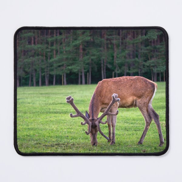 Item preview, A majestic red deer grazing in a meadow in summer designed and sold by AlbertMi.