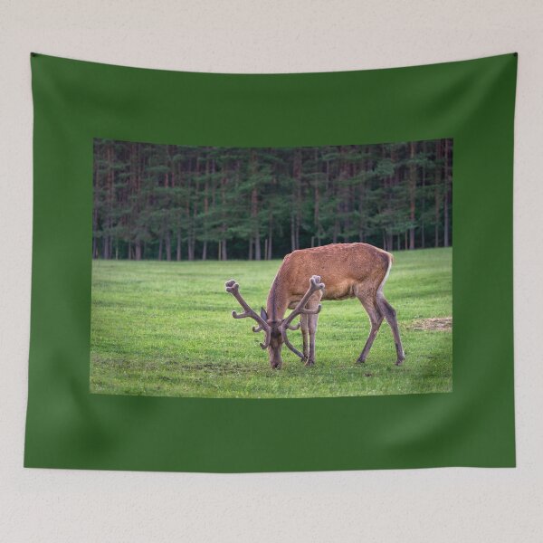 Item preview, A majestic red deer grazing in a meadow in summer designed and sold by AlbertMi.