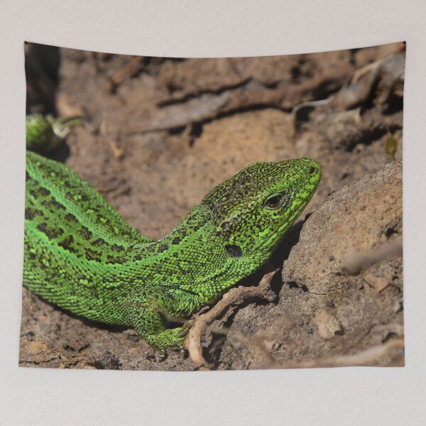 Item preview, Green lizard on rocks designed and sold by Midnight-Hour.