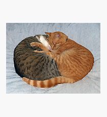 Ball of Cuteness Photographic Print