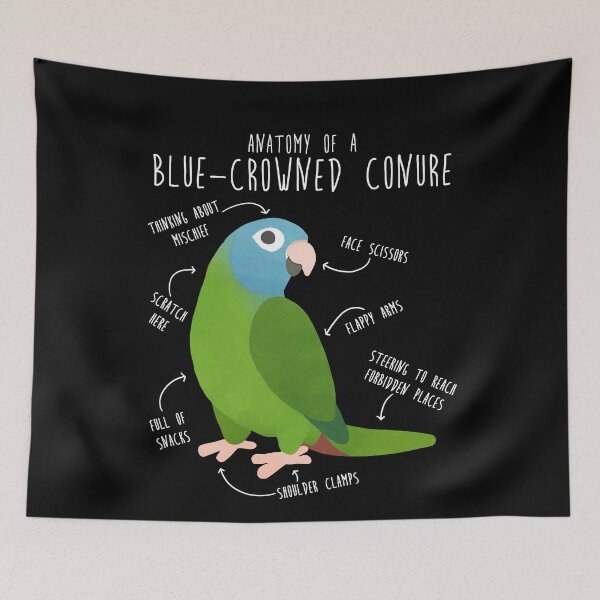 Item preview, Blue-Crowned Conure Parrot Anatomy designed and sold by Clara Hollins.