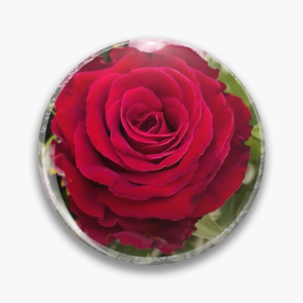 Artikelvorschau, Romantische rote Rose mit Spitzenbesatz von Iritof entworfen und verkauft von iritof.