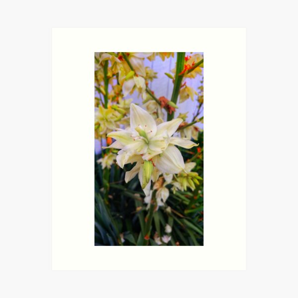 Yucca Blossom Art Print