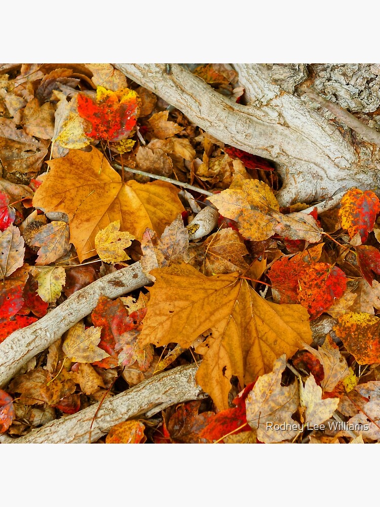 When November Comes 8 by Rodwilliams