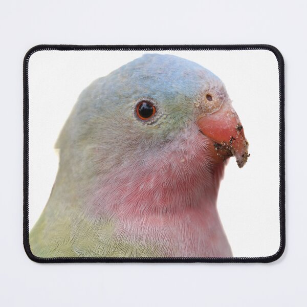 Item preview, Princess Parrot portrait designed and sold by hendrikspix.