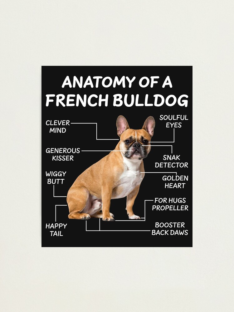 Anatomy Of A French Bulldog Funny Bulldog Owners Photographic Print
