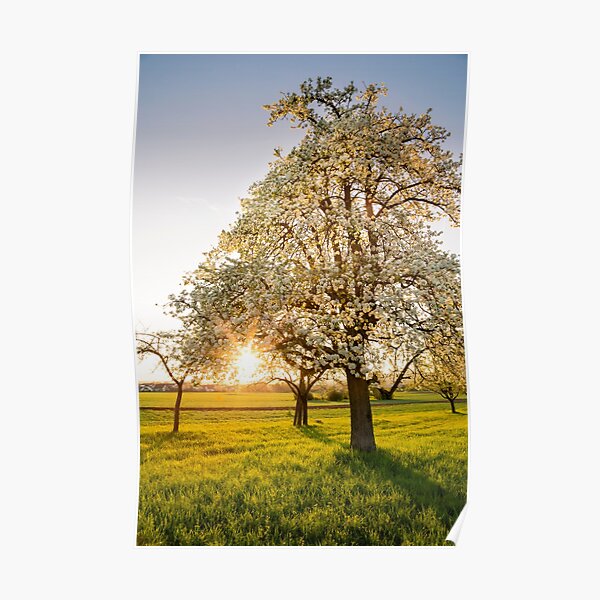 Frühlingssonne I Poster