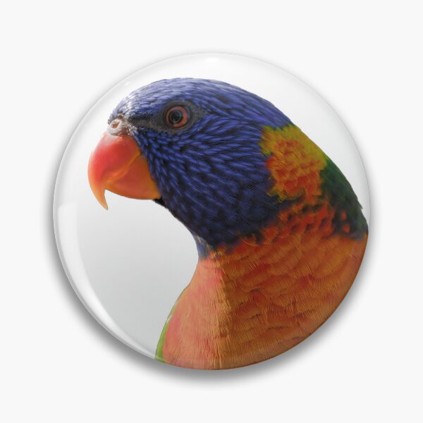 Artikelvorschau, Curious rainbow lorikeet closeup portrait entworfen und verkauft von hendrikspix.