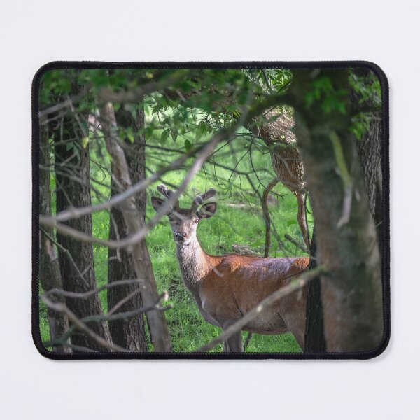 Item preview, A majestic red deer grazing in a meadow in summer designed and sold by AlbertMi.