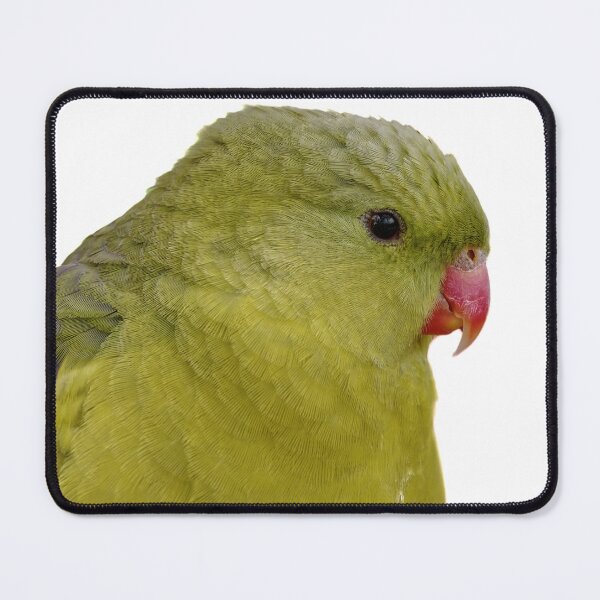 Item preview, Tropical Splendor: A Close-up Portrait of a Regent Parrot designed and sold by hendrikspix.